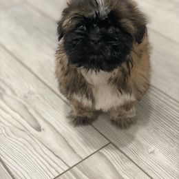 Sahara - Brindle and white female Shih Tzu puppy in Reddell, Louisiana from TINYSHIHTZUFURU