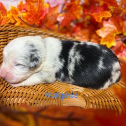 Ralphie - Blue merle male Australian Shepherd puppy in Howardsville, Virginia from Spectacular Aussies and Cavaliers