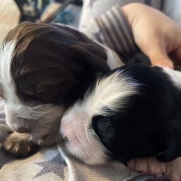 English Springer Spaniel Puppies from Juanita’s Springers