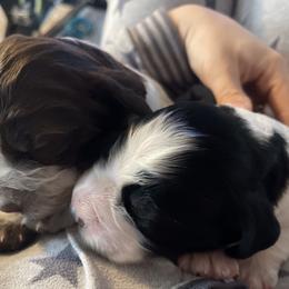 English Springer Spaniel Puppies from Juanita’s Springers