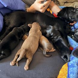 Dachshund Puppies from Jedi Weiner Ranch