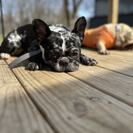 Supra Roo - French Bulldog