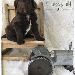 Aussiedoodle and Australian Shepherd Puppies from Dunroamin Farms Australian Shepherds and Aussiedoodles