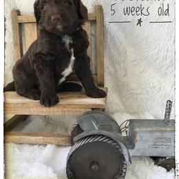 Aussiedoodle and Australian Shepherd Puppies from Dunroamin Farms Australian Shepherds and Aussiedoodles