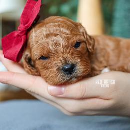 Fern - Red female Cavapoo puppy in Salado, Texas from Red Ranch Dogs