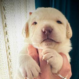 Meadow - Yellow female Labrador Retriever puppy in Penn Valley, California from High Quality Labrador Retrievers and French Bulldogs