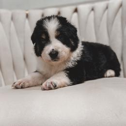 Texas - Black tri-color male Australian Shepherd puppy in Polk City, Florida from Skaky Shepherds