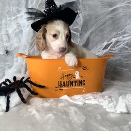 Luna - Fawn (isabella) and cream female Dachshund puppy in Kissimmee, Florida from Mini Doxie Cuties