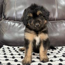Velma - Black phantom female Aussiedoodle puppy in Heber City, Utah from Junipersdoodles