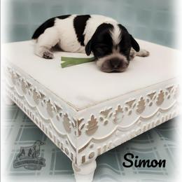 Simon - Blue roan and tan male Cocker Spaniel puppy in Tecumseh, Oklahoma from Gambill's Cocker Spaniel Cuties
