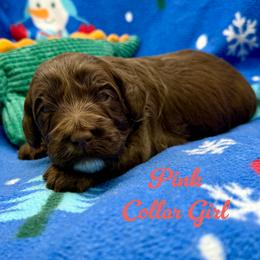 Jessie - Chocolate female Australian Labradoodle puppy in Rhode Island from Highland Beach Labradoodles
