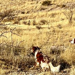 English Setters from ESetters