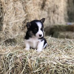Pembroke Welsh Corgi Puppies from Naomi’s Corgis