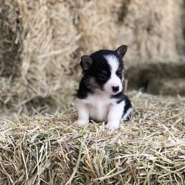 Pembroke Welsh Corgi Puppies from Naomi’s Corgis