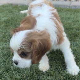 Ash - Blenheim male Cavalier King Charles Spaniel puppy in New River, Arizona from Catella Cavaliers and Cavapoos
