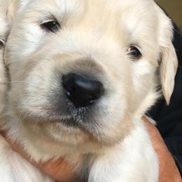 Golden Retriever and Labrador Retriever Puppies from Golden Hills Retrievers