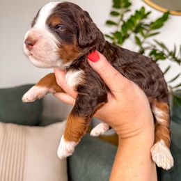 Ruby - Brown female Bernedoodle puppy in Ammon, Idaho from Little Stone Bernedoodles
