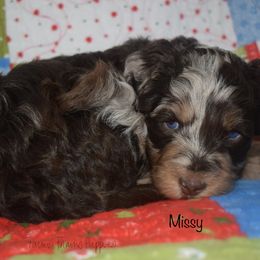 Missy (Elizabeth) - Merle female Schnoodle puppy in Sedalia, Missouri from Farmer Brown's Puppies