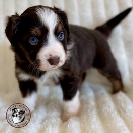 Blaze - Red & white male Miniature Australian Shepherd puppy in East Berlin, Pennsylvania from Dusty Spring Australian Shepherds, LLC
