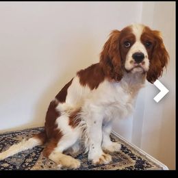 Potato - Cavalier King Charles Spaniel