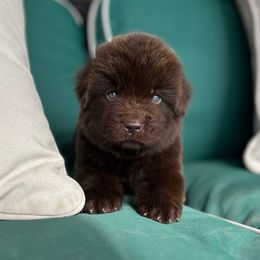 Brown Female - Brown female Newfoundland puppy in New York from Johnson Farms