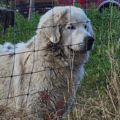 Aussiedoodles and Polish Tatra Sheepdogs from Abbott Family Farm