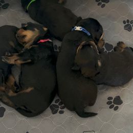 Rottweiler Puppies from Thistle Wild Rottweilers