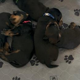Rottweiler Puppies from Thistle Wild Rottweilers