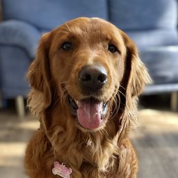 Penny - Golden Retriever
