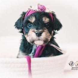 Bernedoodle and Goldendoodle Puppies from Hommel’s Mini Darling Doodles