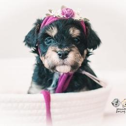Bernedoodle and Goldendoodle Puppies from Hommel’s Mini Darling Doodles