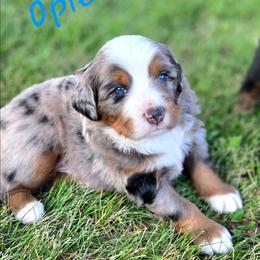 OPIE - Blue male Companion Cross puppy in Viking, Minnesota from Son Shine Farm