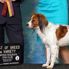 Nederlandse Kooikerhondjes from Noble Pines Kooikerhondjes