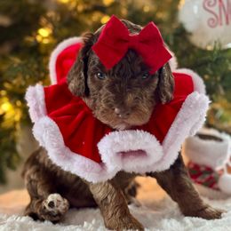 Pink - Merle female Bernedoodle puppy in Hesperia, Michigan from Red Acres Poodles & Doodles