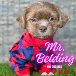 Mr. Belding - Lilac male Shih Tzu puppy in San Tan Valley, Arizona from My Puppy Tzu