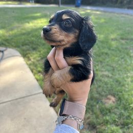 Bogey - Black and tan male Dachshund puppy in Rusk, Texas from S&C Doxies
