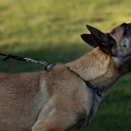Belgian Malinois and German Shepherds from Légende Vivante Du Chief Kennel