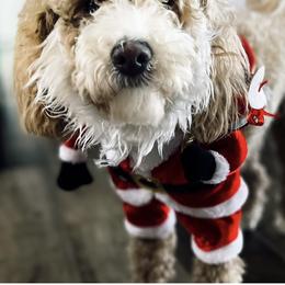 Goldendoodle Puppies from Graystone Doodles
