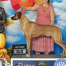Juve - Rhodesian Ridgeback