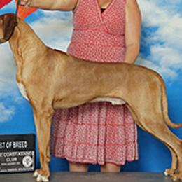 Juve - Rhodesian Ridgeback