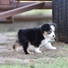 Tiana - Black tri female Toy Australian Shepherd puppy in Wichita Falls, Texas from Shooting Stars Ranch Toy and Mini Aussies