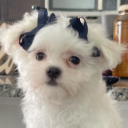 Isys - Maltese
