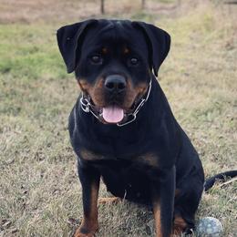 Samoa - Rottweiler