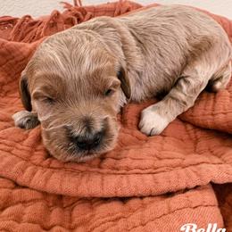 Bella - Apricot female Goldendoodle puppy in Temecula, California from Country Hills Doodles