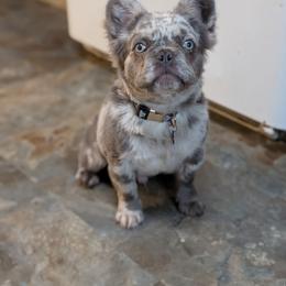 Ozzy - French Bulldog