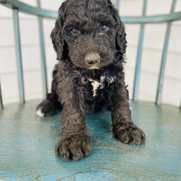 Aussiedoodle and Bernedoodle Puppies from North Mountain Doodles