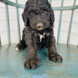 Aussiedoodle and Bernedoodle Puppies from North Mountain Doodles