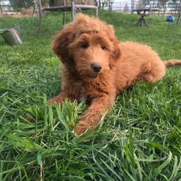 Texas - male Golden Mountain Doodle puppy in Boise, Idaho from Nesting Dolls