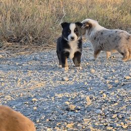 Hayden - Black tri male Miniature American Shepherd puppy in Leonard, Texas from Tin Roof Aussies