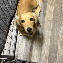 Marley - Dachshund